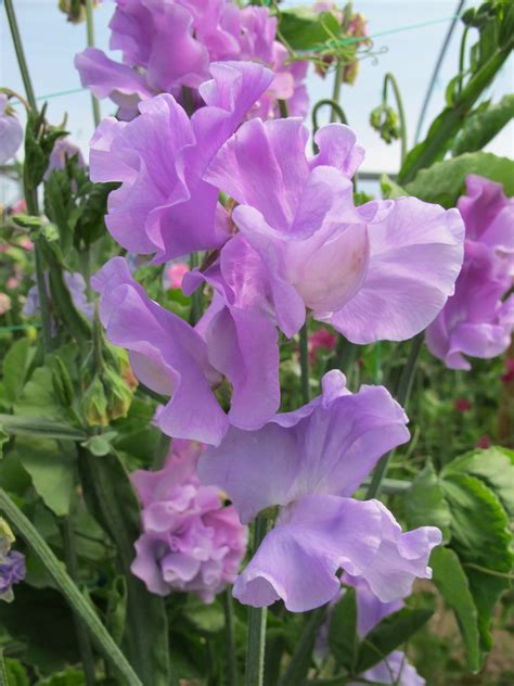 roger parsons sweet peas